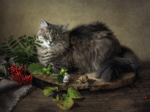 Масяня и улитки