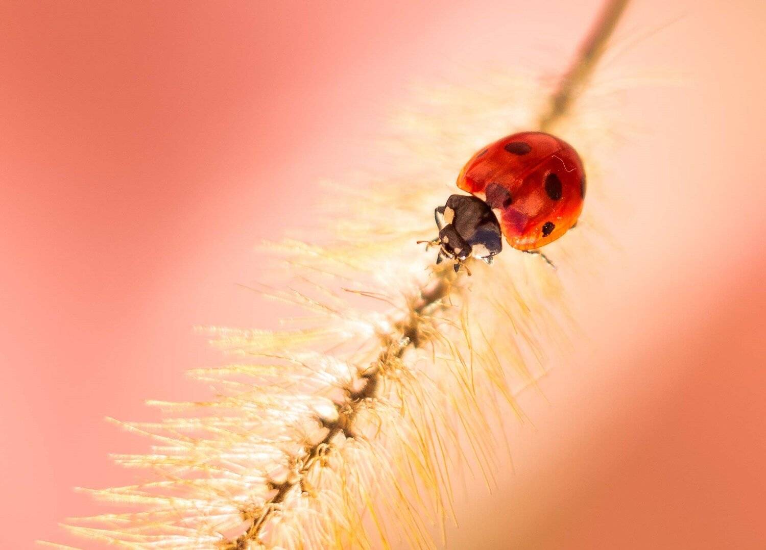 , Анастасия Павловская