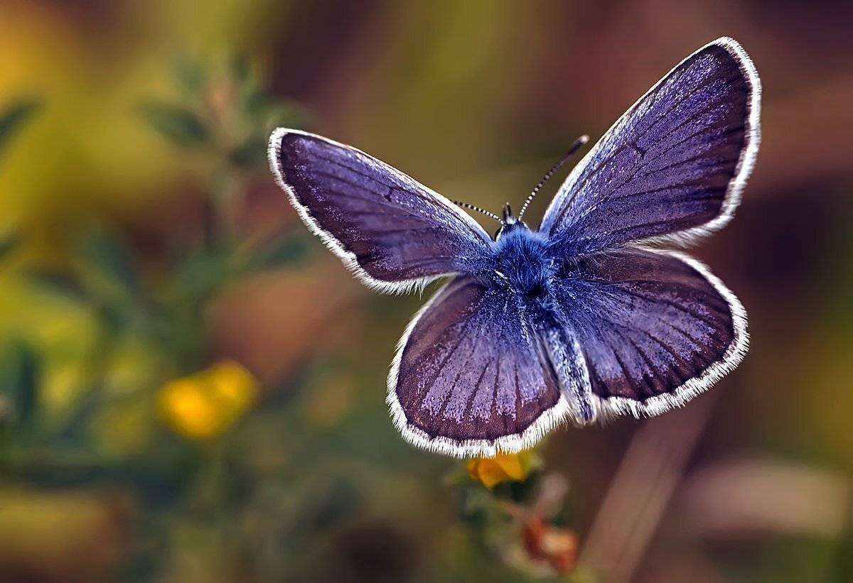 макро,бабочка-голубянка, Гарик Соколов