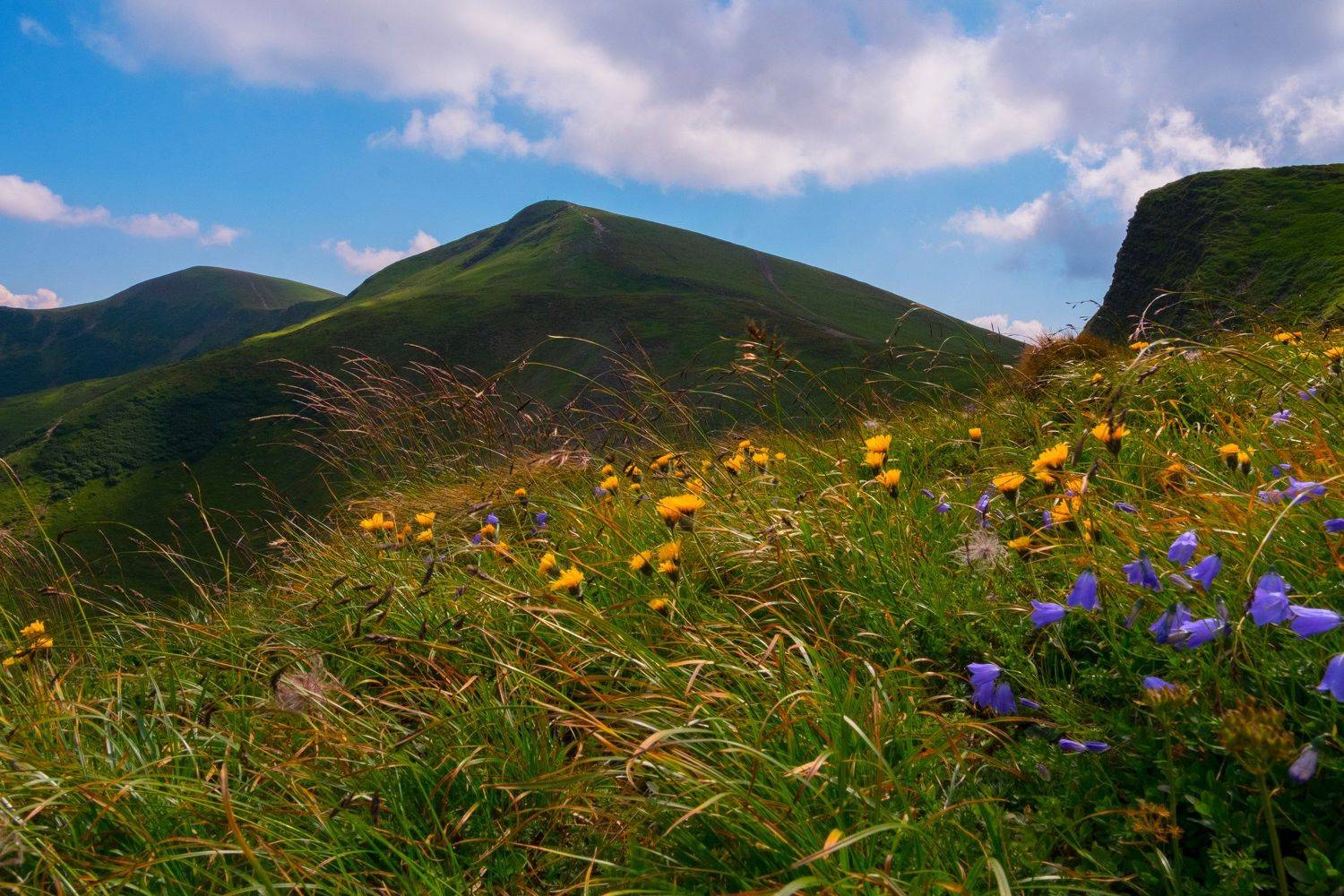 цветы, колокольчики, драгобрат, карпаты, горы, холмы, склоны, облака, природа, небо., Харланов Никита