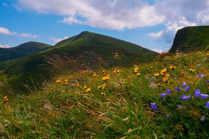 цветы, колокольчики, драгобрат, карпаты, горы, холмы, склоны, облака, природа, небо. Цветочные склоны Карпат фото превью