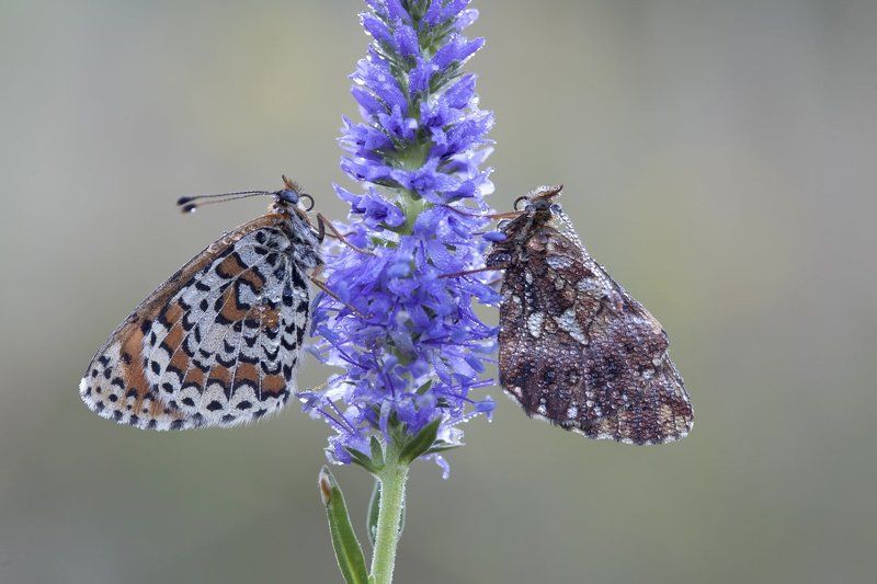 перламутровка малая, шашечница, *** фото превью