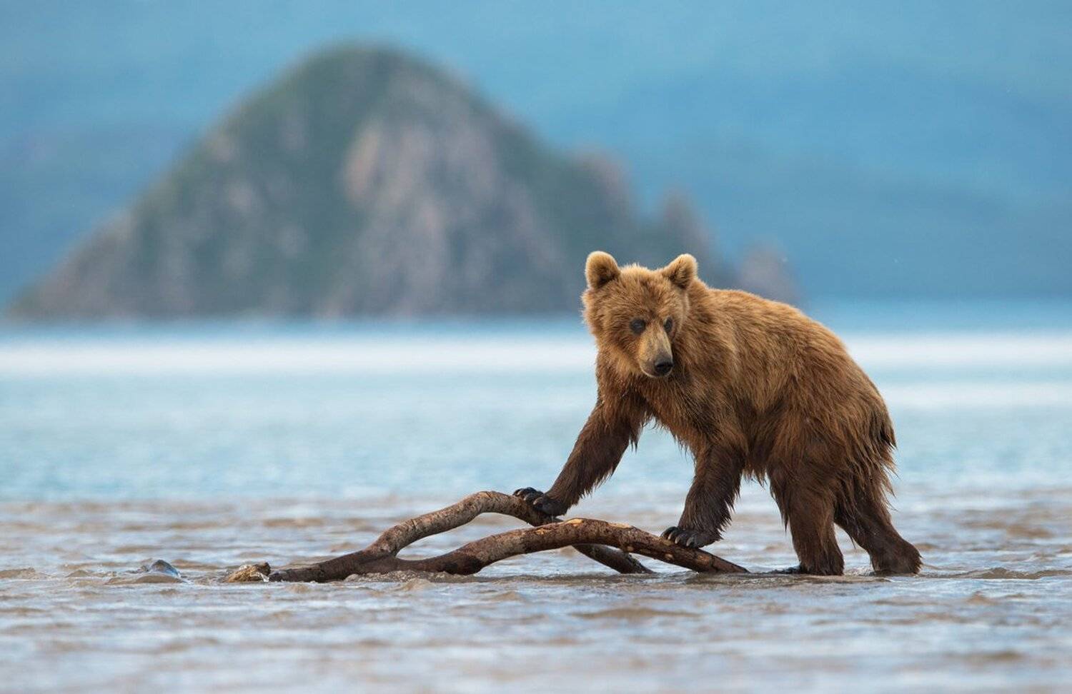 , Александр Маркелов