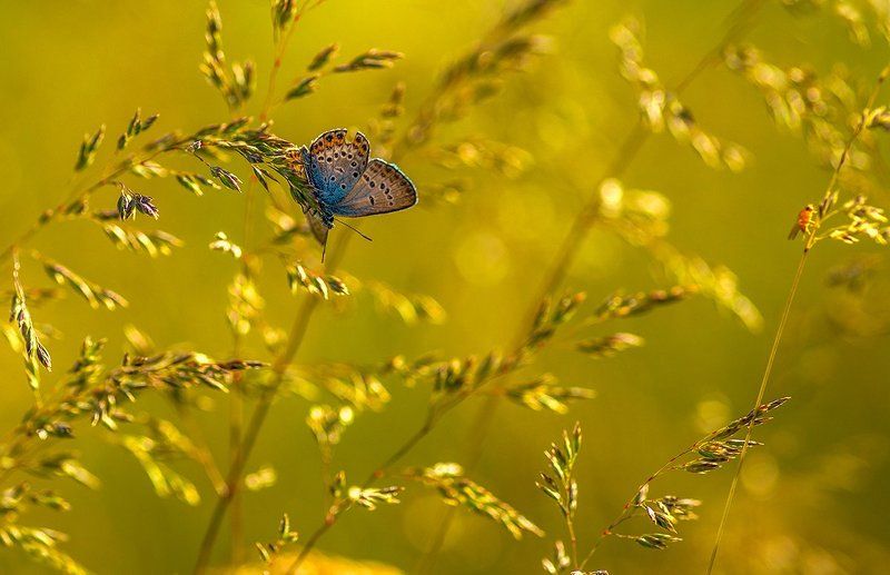 о мотыльках ) фото превью