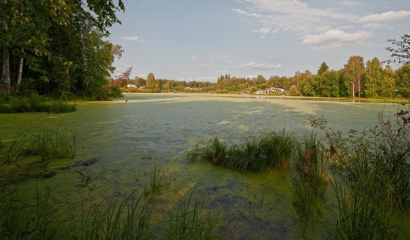 пруд, лето, тина, вода, лес, природа, пейзаж В поисках золотого ключика... фото превью