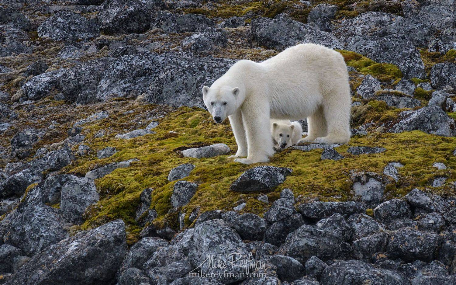 polarbears, nature, explorerverything, world, bears,  nature, photography, gothere,  ecotravel, ecotourism, animals, vacation,  arctic, svalbard, wildlife, marinelife, nature,  closeup, animals, Майк Рейфман