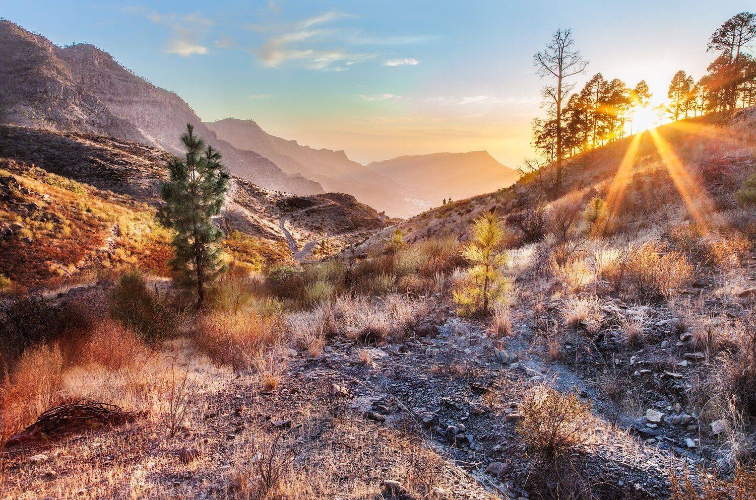 закат, горы, елка, елки, солнце, канары,, Андрей Огнев