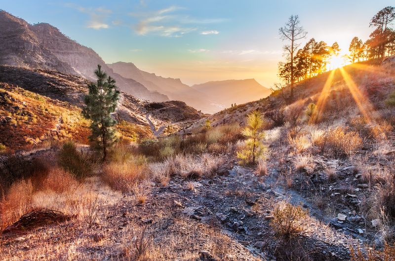 закат, горы, елка, елки, солнце, канары, *Sunny* фото превью