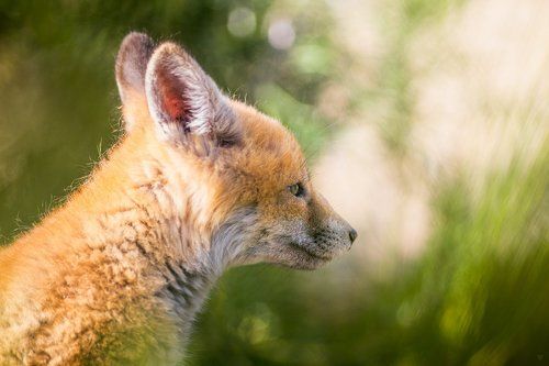 Pensive fox