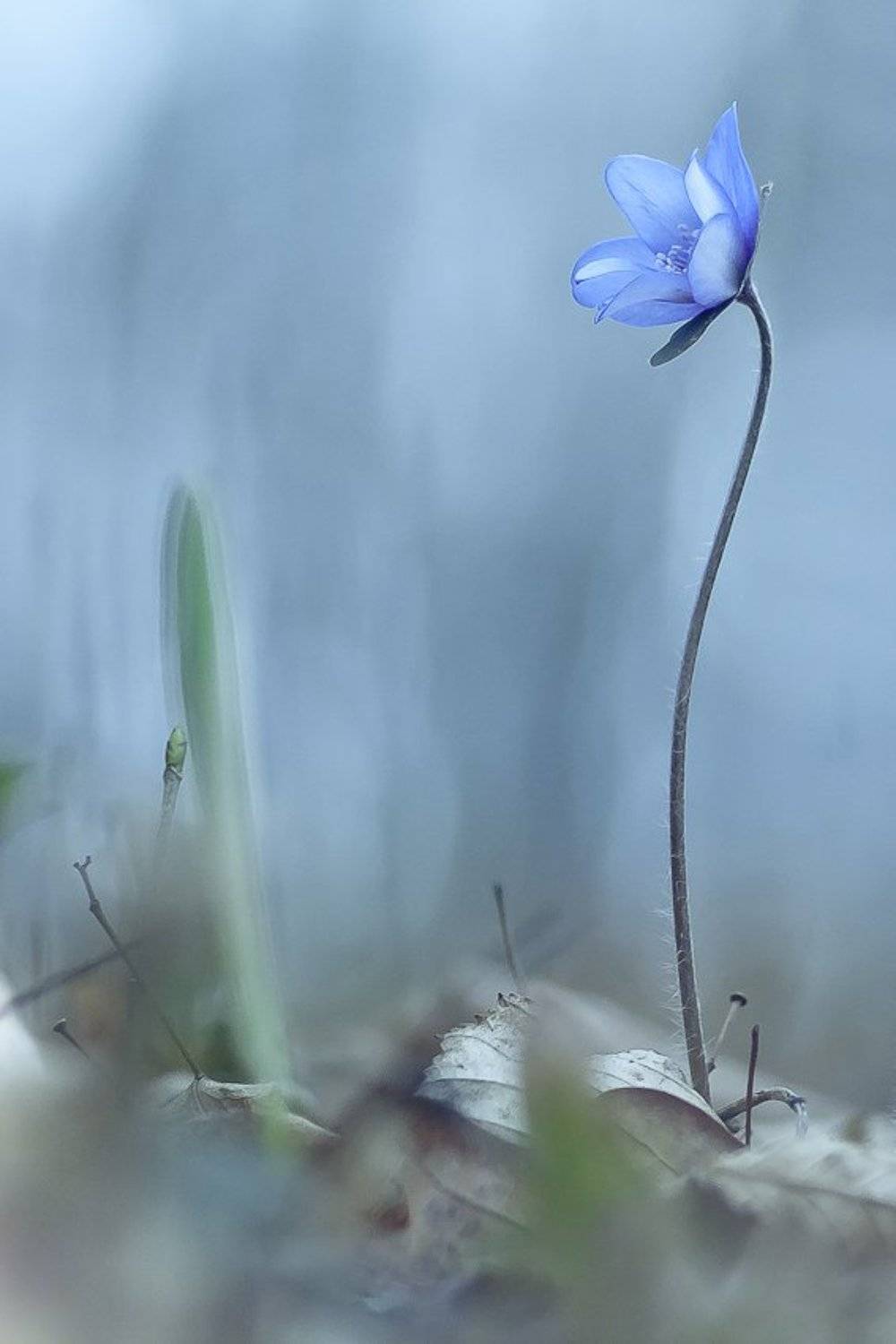 spring, flower, Gabriel Prescornita