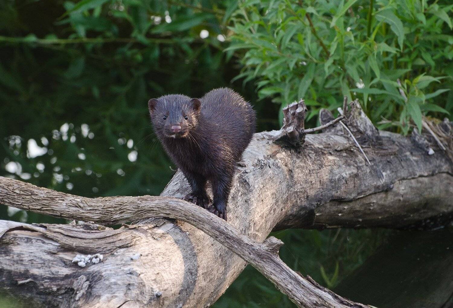 норка американская, Михаил Агеев