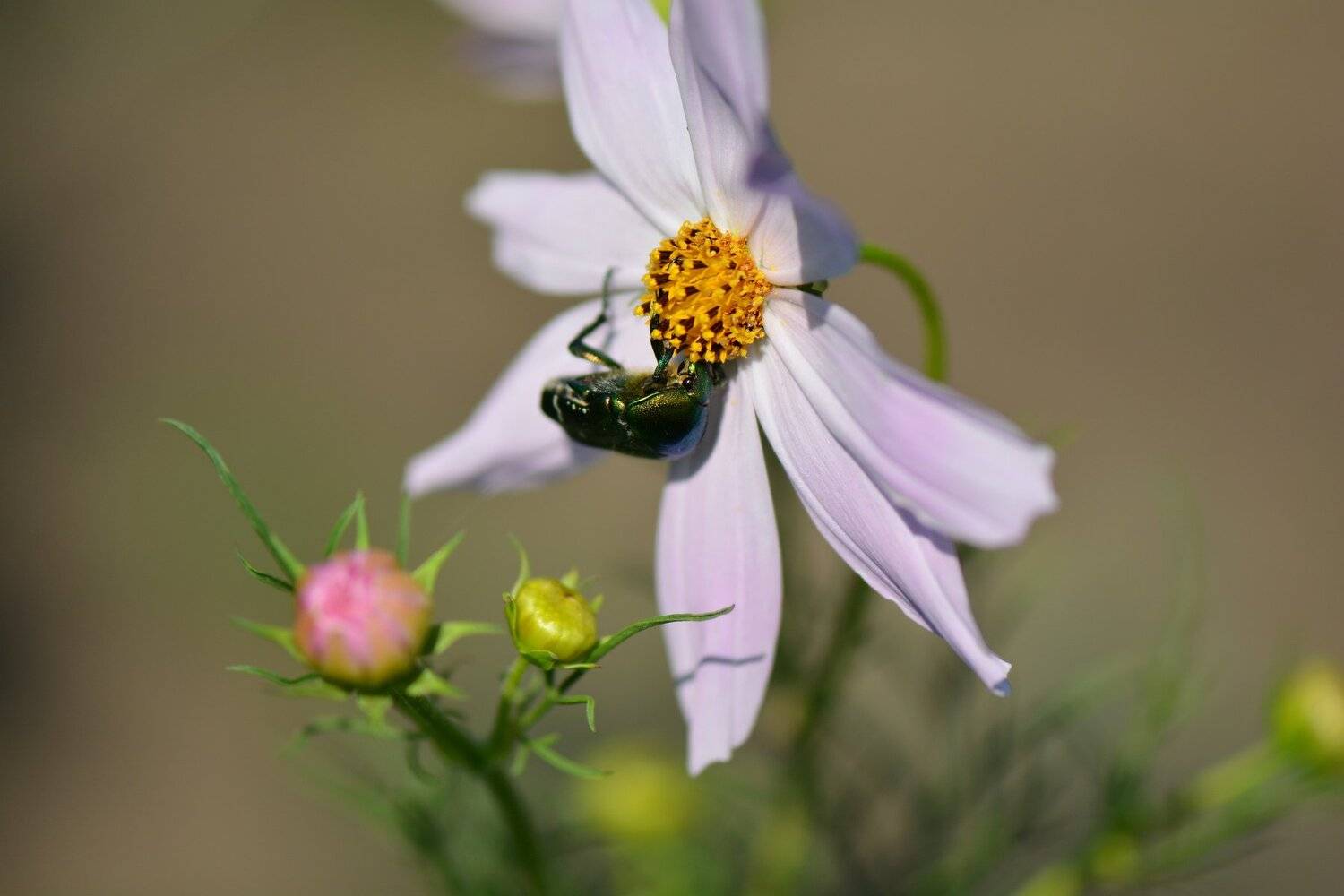 , Юрий Пужалин