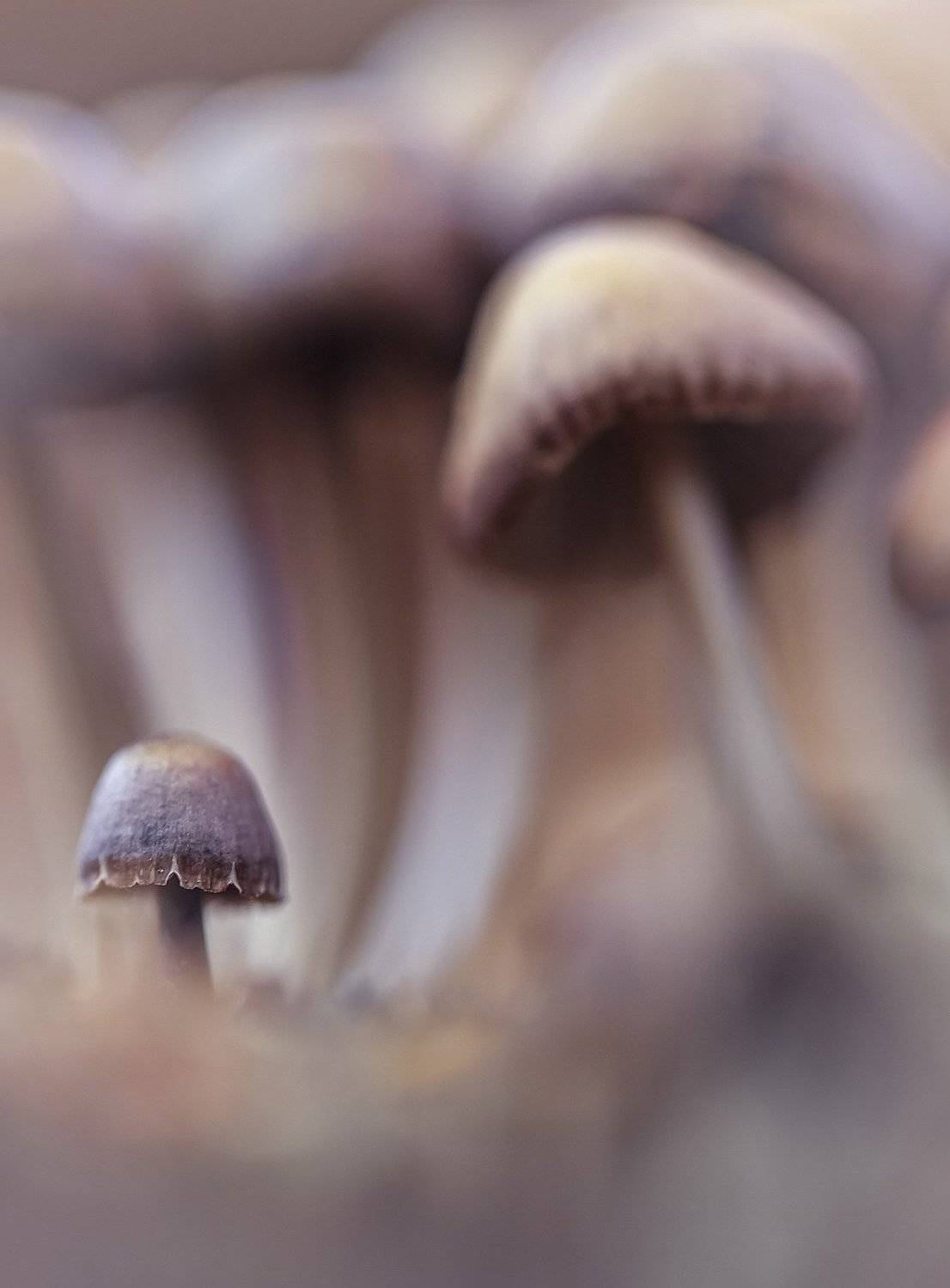 , Вячеслав Мищенко