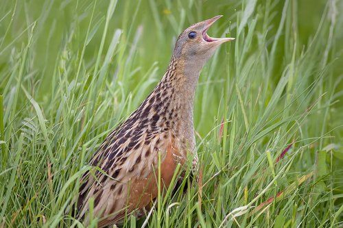 Corncrake (коростель)