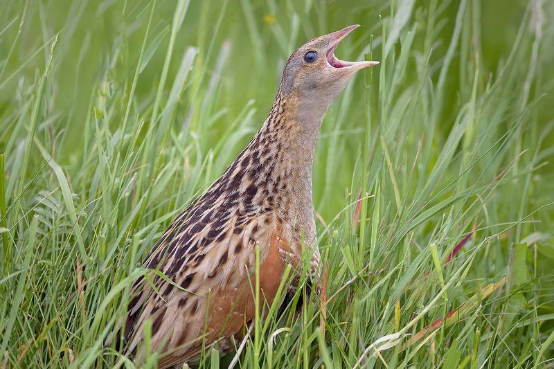 corncrake; коростель Corncrake (коростель) фото превью