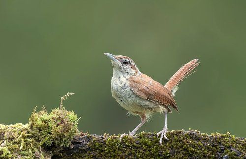 Крапивник Каролинский  - Carolina Wren (Juvenile)