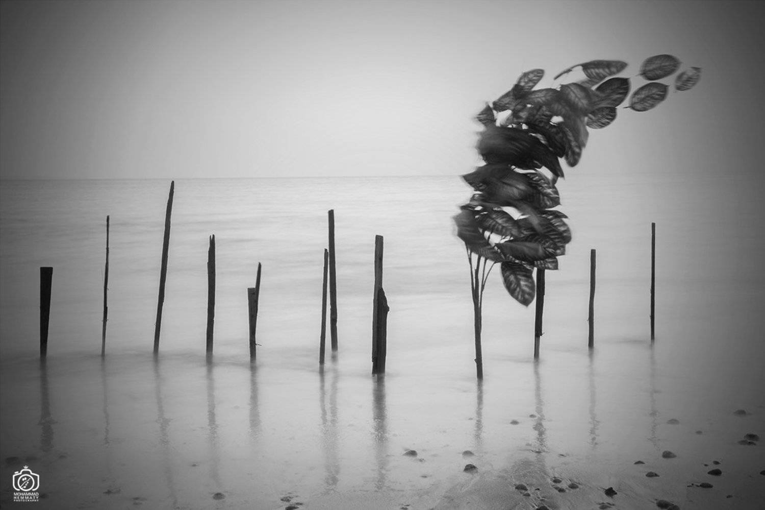 longexposure,nature,landscape,blackandwhite,canon,canonphotography,canon80d,sea,fineart,photo,photography,leaves,fly,dream, Mohammad Hemmaty
