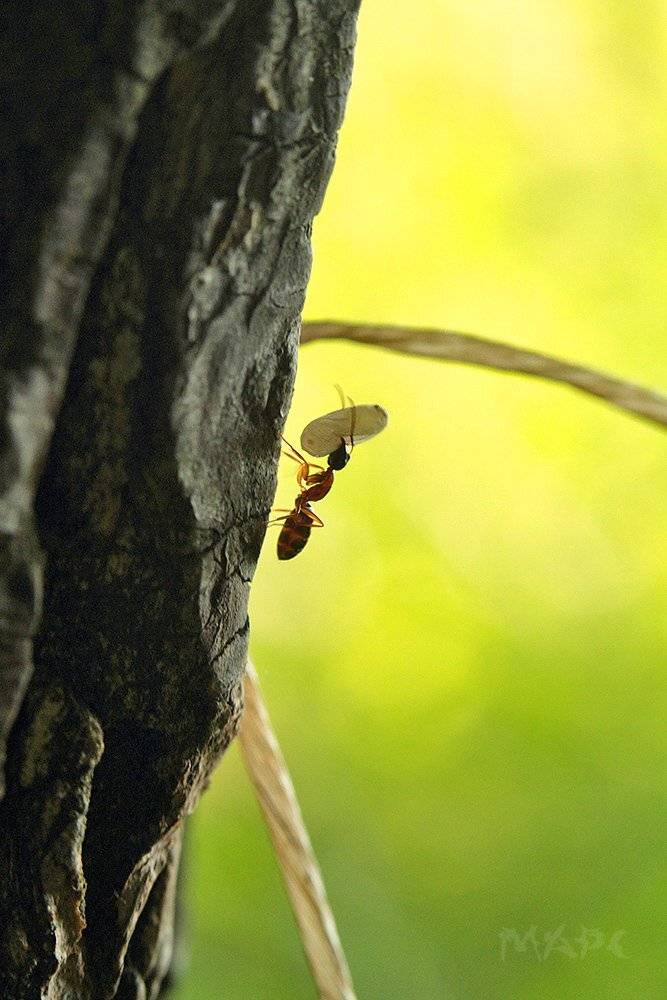 макро муравей лето, Шангареев Марс