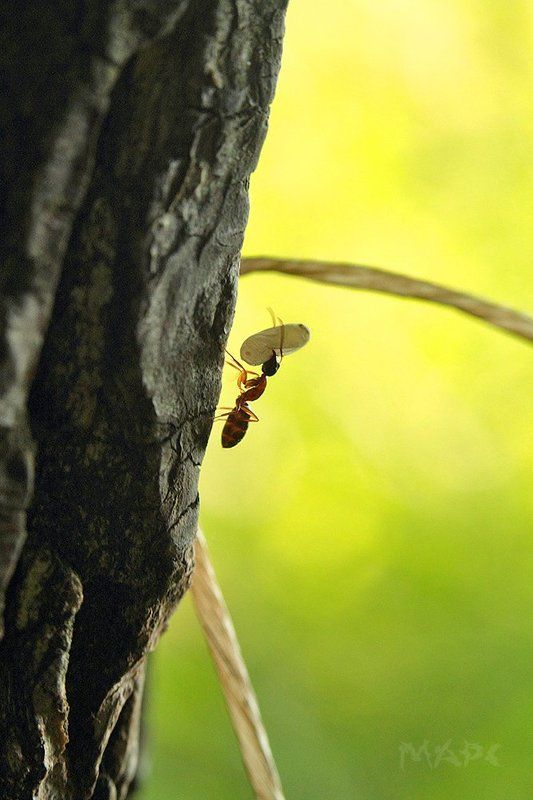 макро муравей лето Своя ноша фото превью