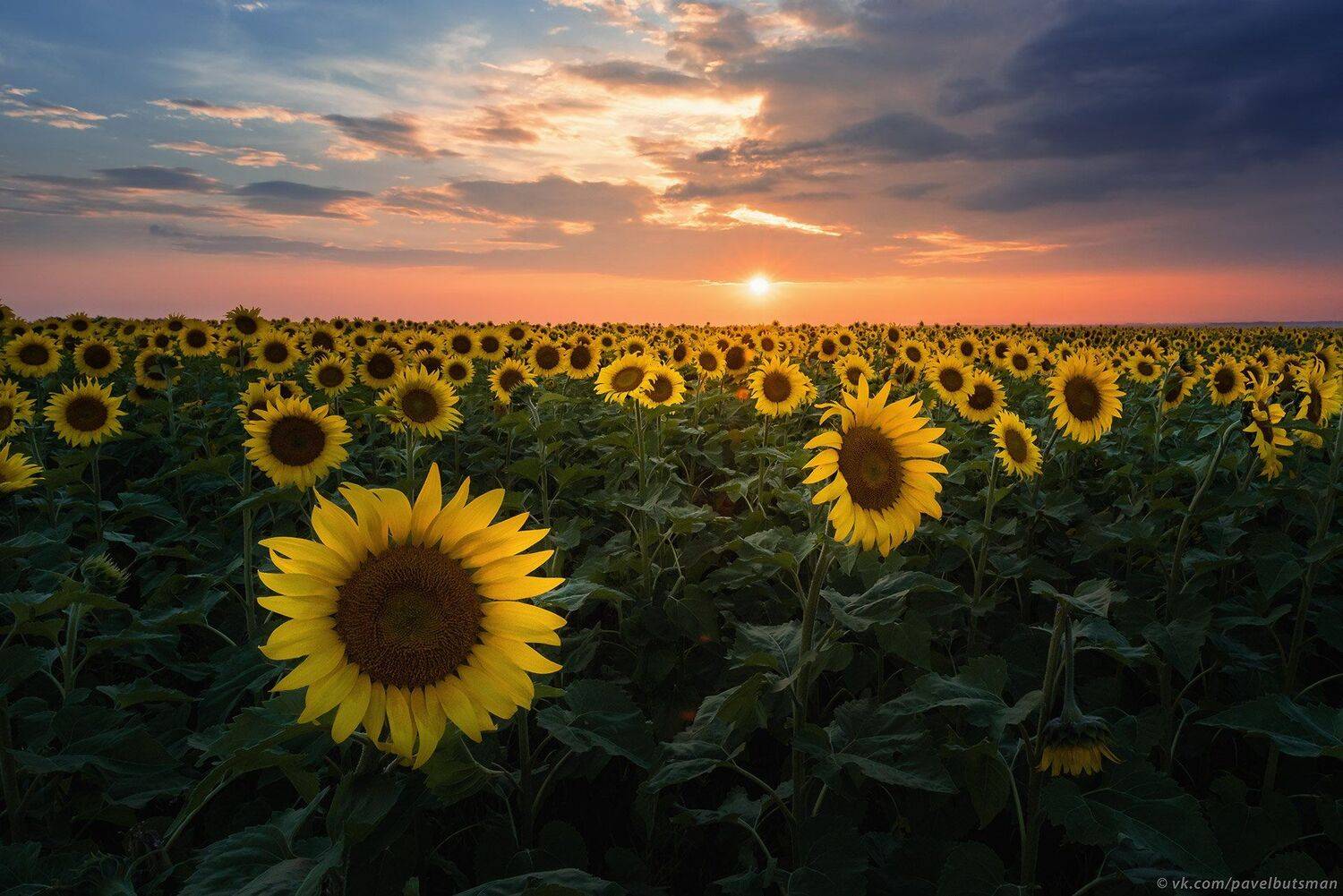 Алтай, пейзаж, закат, небо, тучи, подсолнух, лето, август, Павел Силиненко
