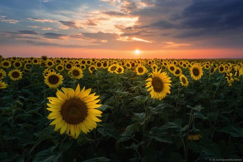 Подсолнухи