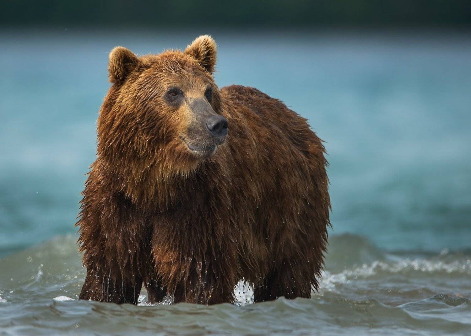 миша, Александр Маркелов