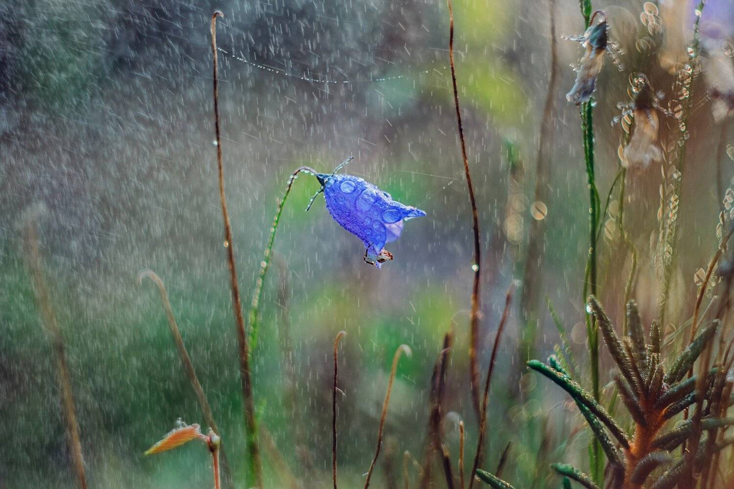 ямал , сибирь, макро, салехард , ямал, Настя Братка