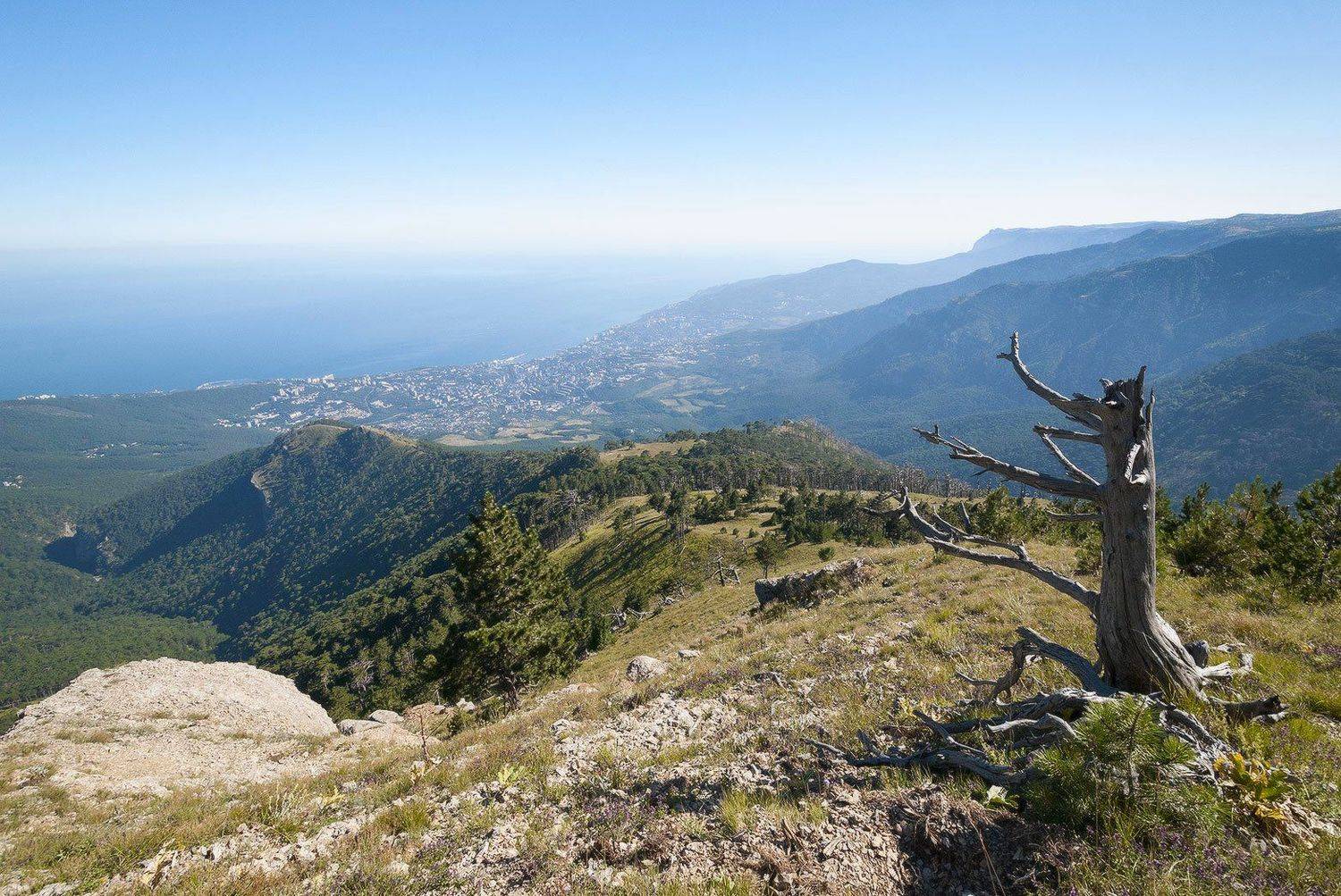 , Саша  Вайсберг / Waldschnepfe /