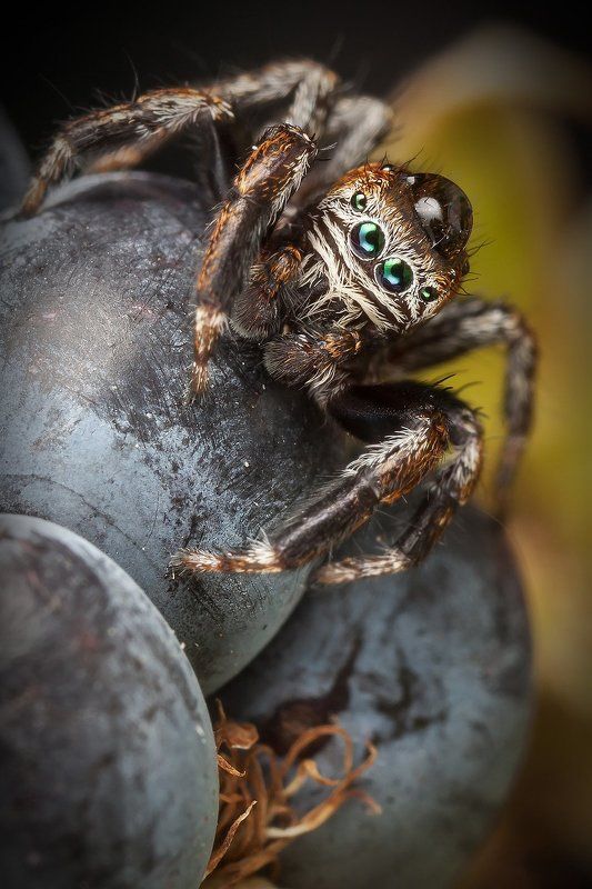 Kосмонавт фото превью