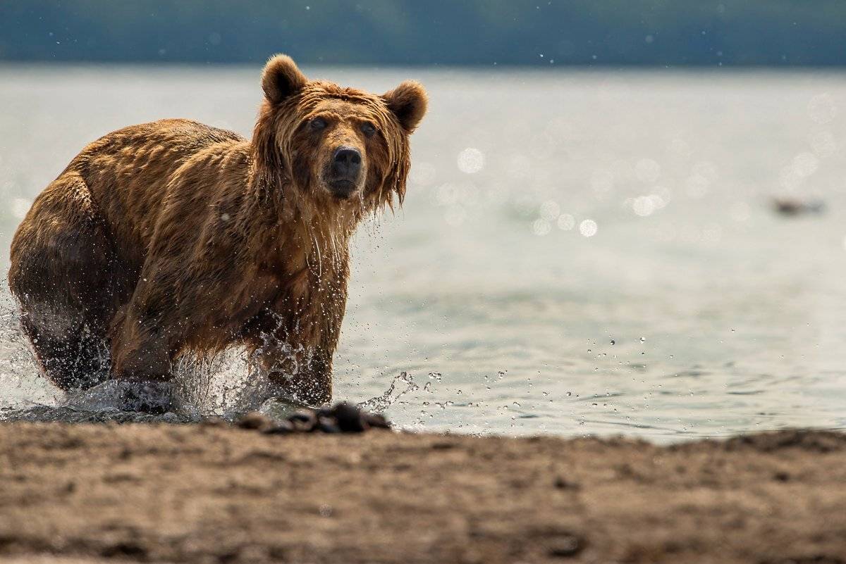фотограф, Александр Маркелов