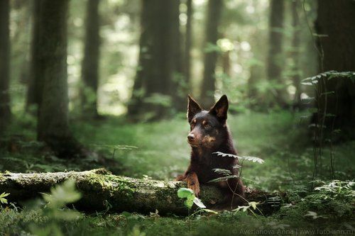 Лесная серия с шоколадным Винсом