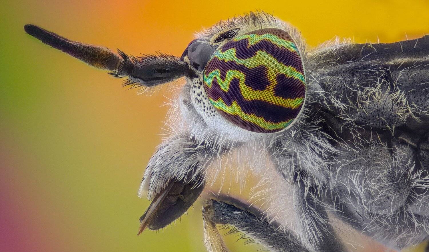 ceclii,macro,lgg4, extremmacro,  макро, Tsvetan Ganev