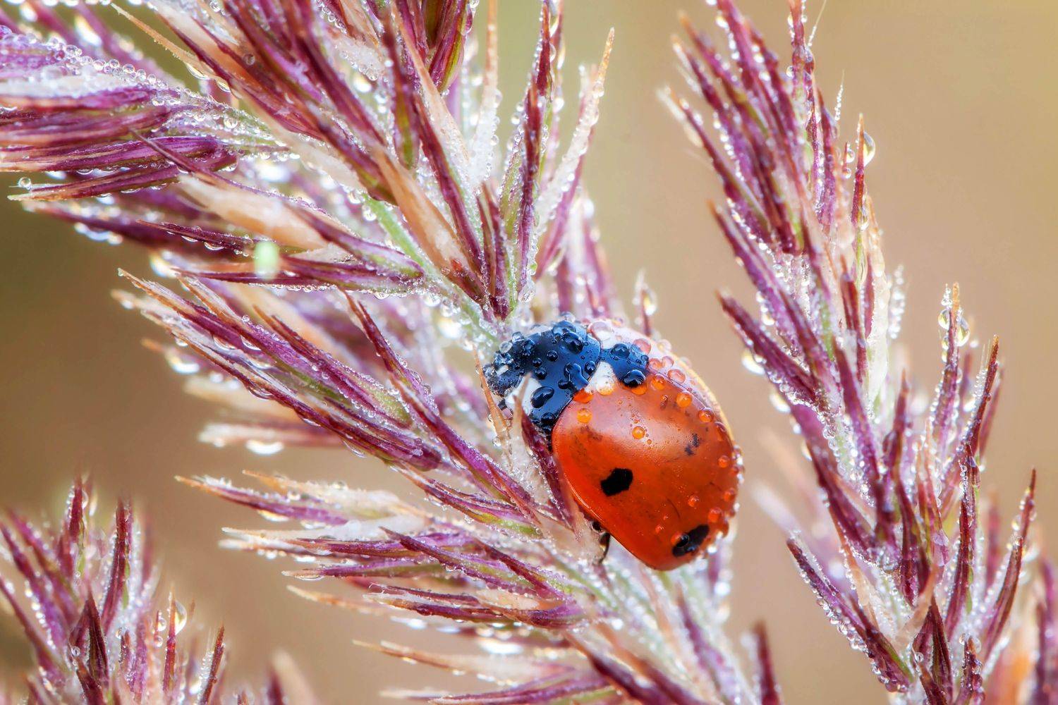 жук, роса, сон, трава, божья коровка, Сергей Рубан