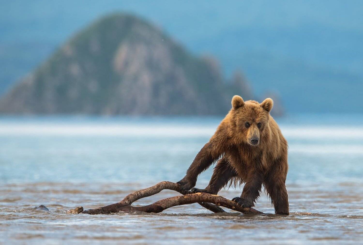 , Александр Маркелов