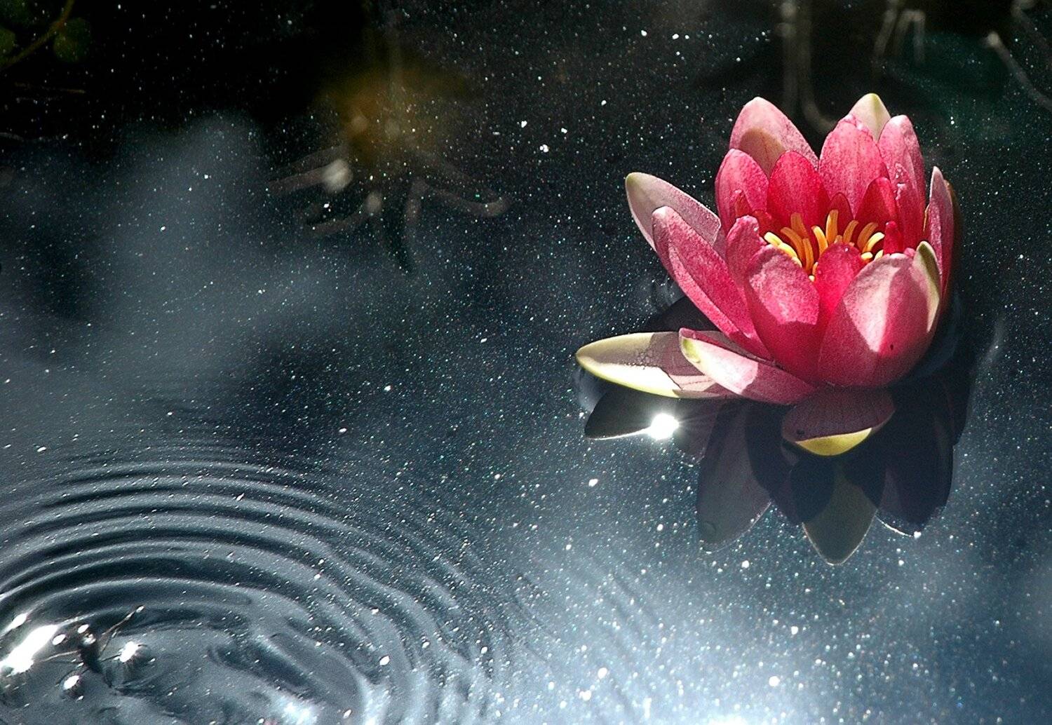 природа, макро, цветы, водяная лилия, звездная пыль, Неля Рачкова