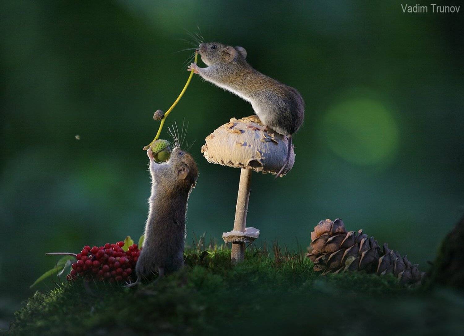 , Вадим Трунов