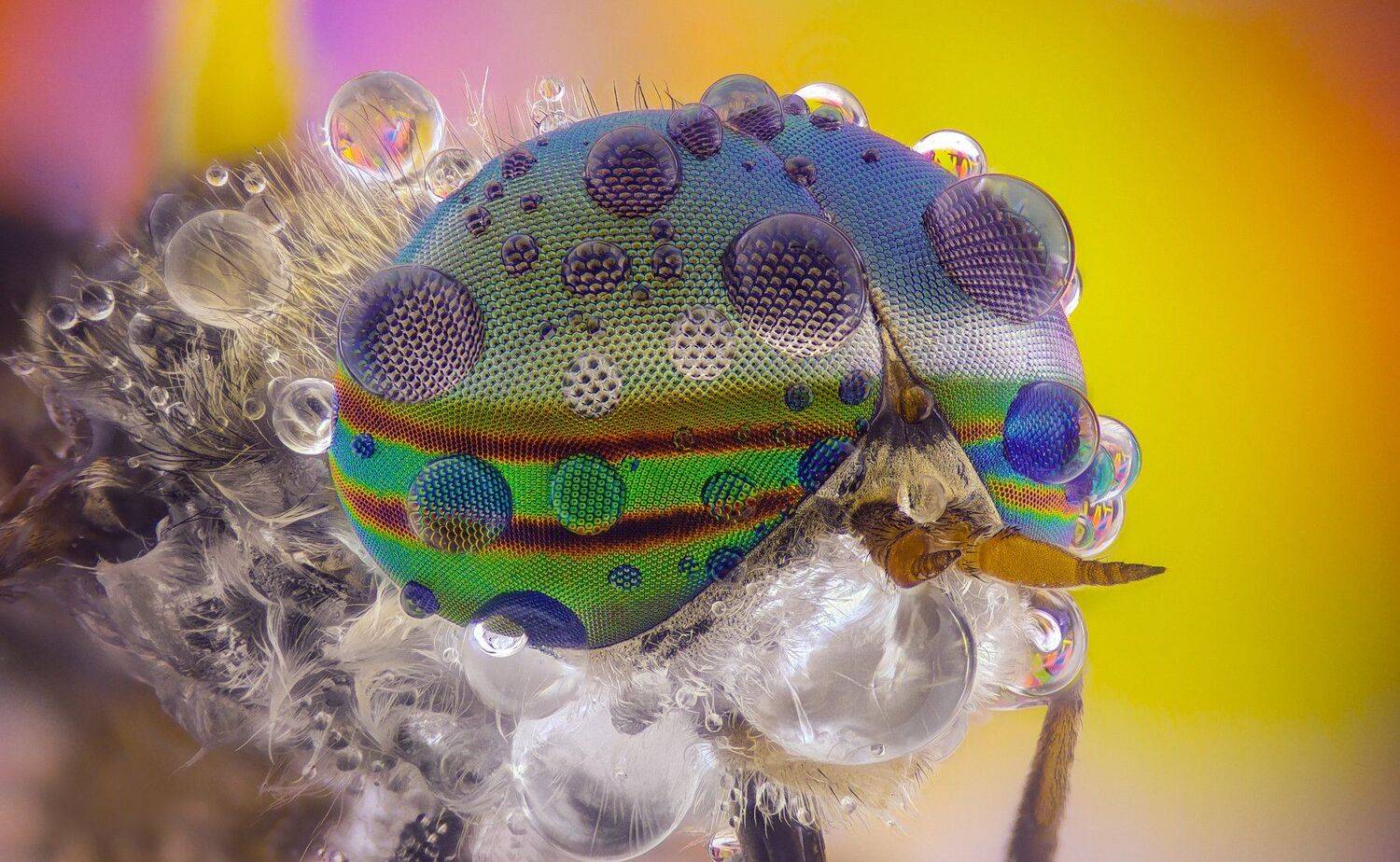 ceclii,macro,lgg4, extremmacro,  макро, Tsvetan Ganev