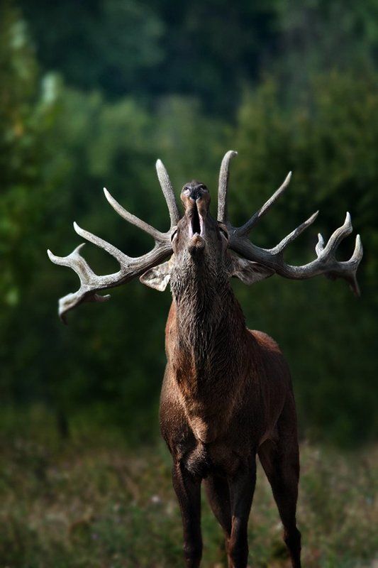 ...... фото превью