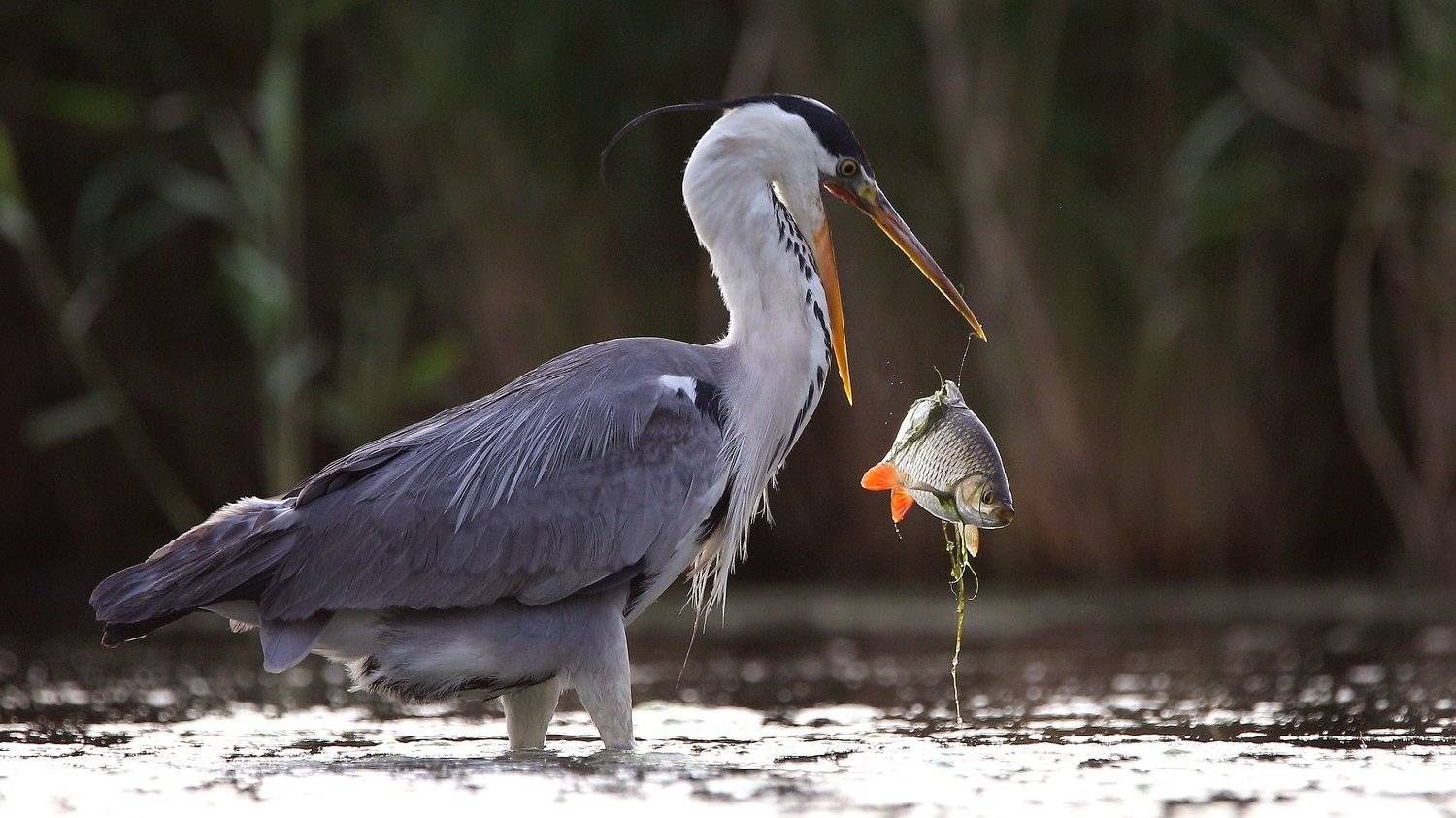 birds,nature,wildlife,grey heron,fish,fishing,rostov region,серая цапля,птицы,дикая природа,фауна,рыба,рыбалка,, Константин Слободчук