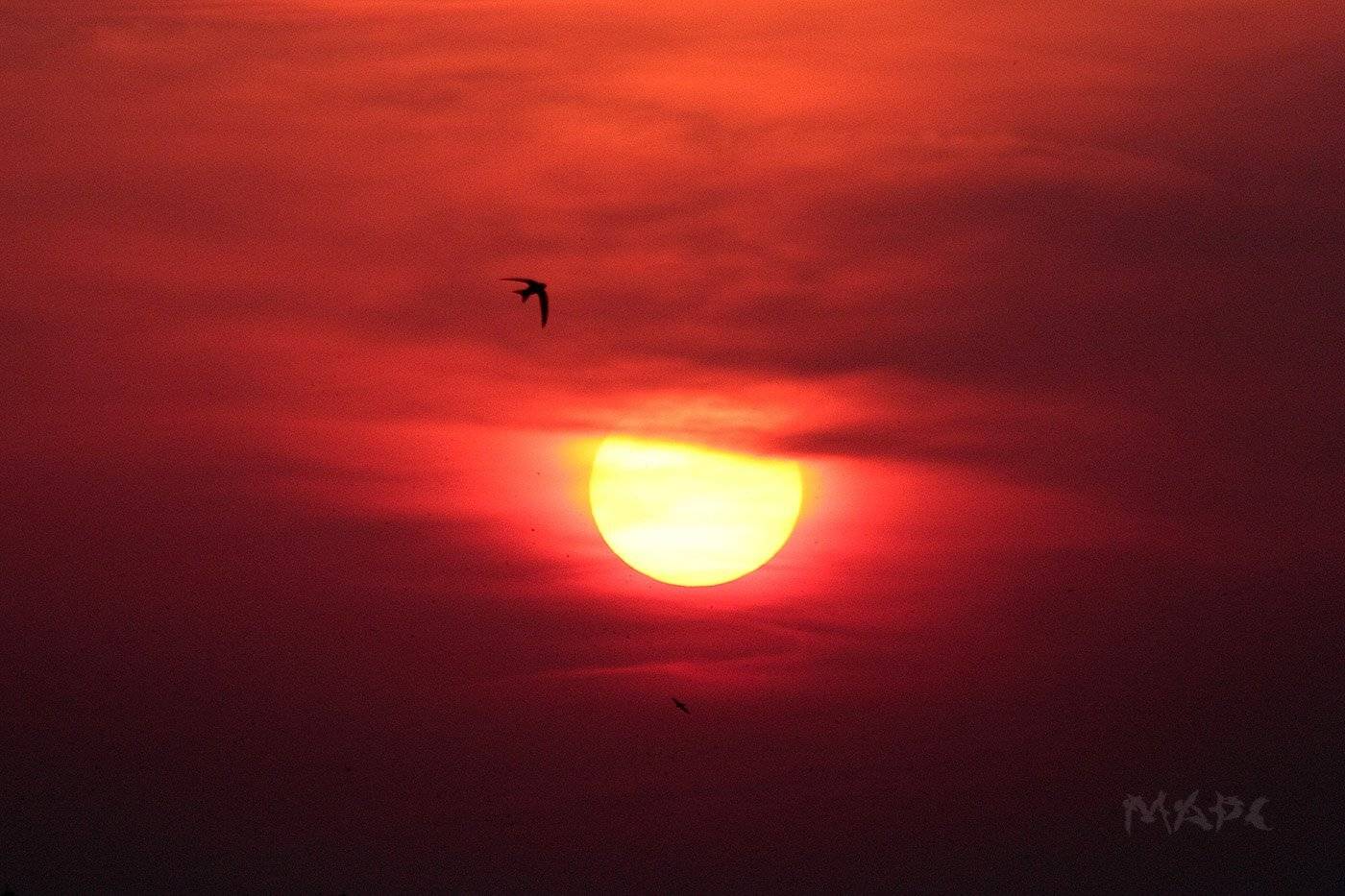 животные птицы стриж солнце закат, Шангареев Марс