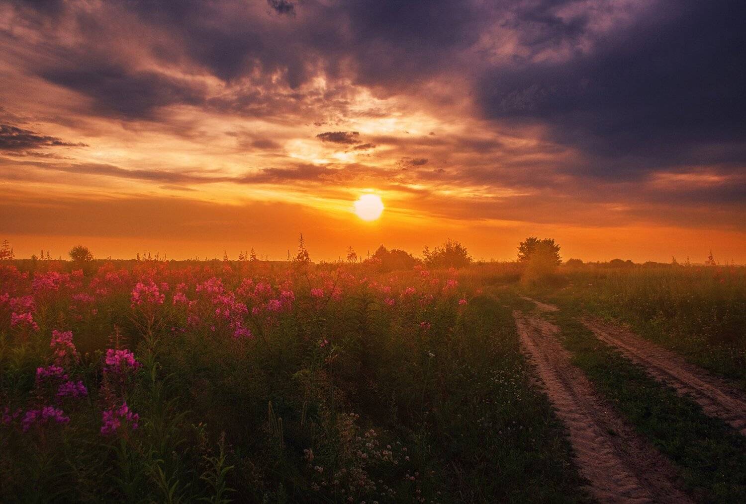 фото, природа, рассвет, утро, туман, лето, поле, Екатерина