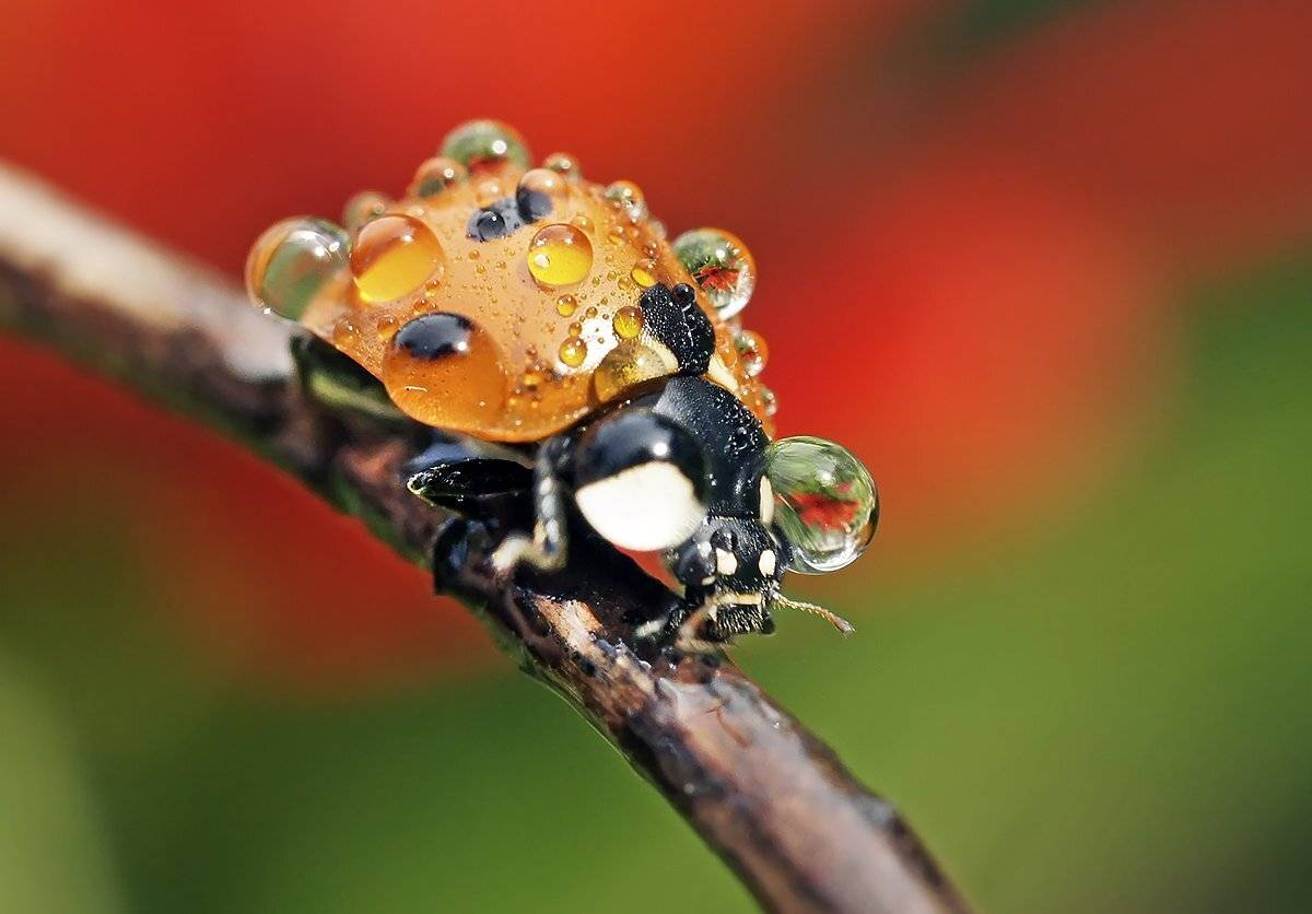 макро,божья коровка,капли, Гарик Соколов