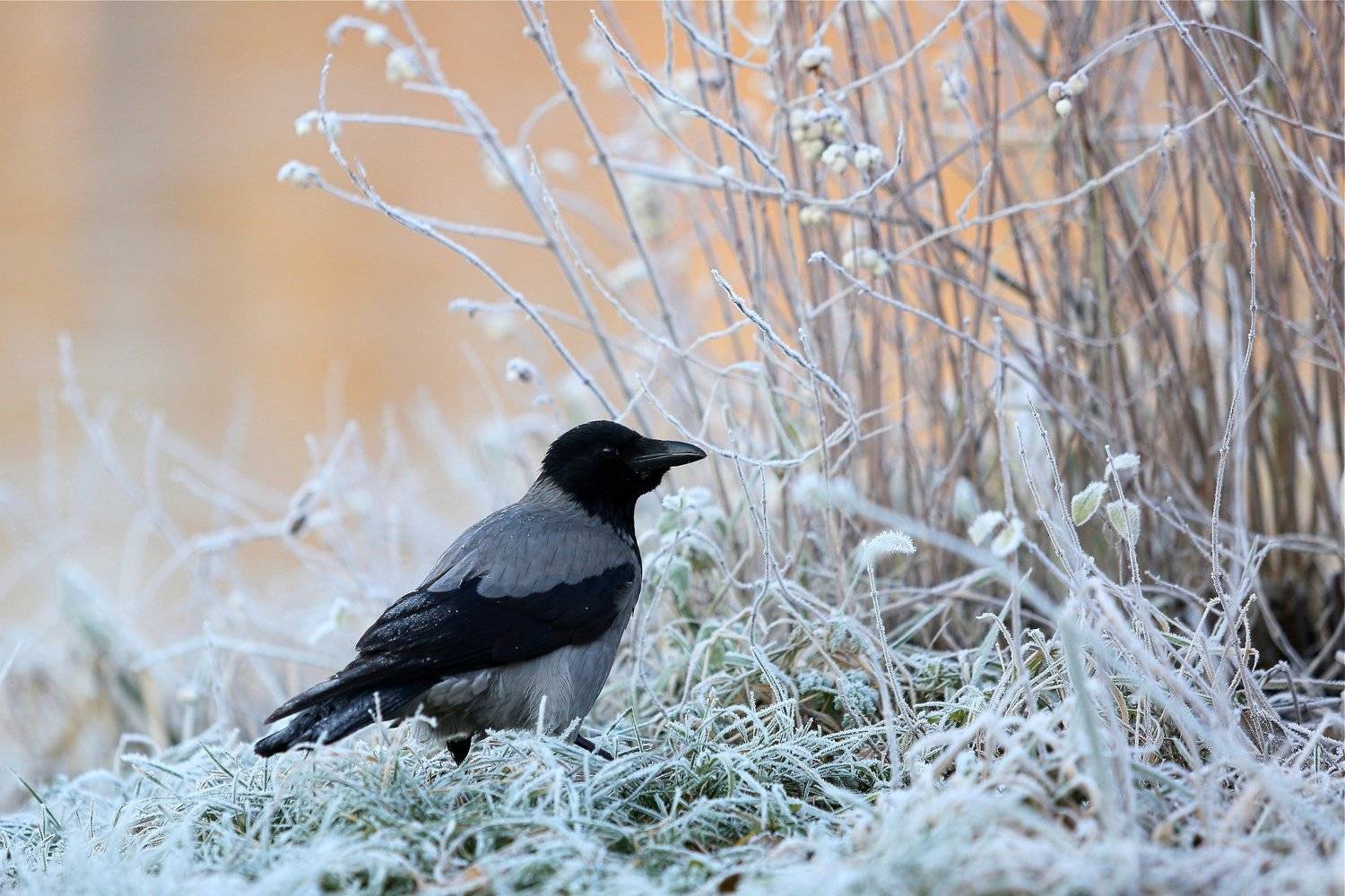 , Эдуард Колобошников