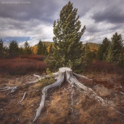 Алтай перерождение 