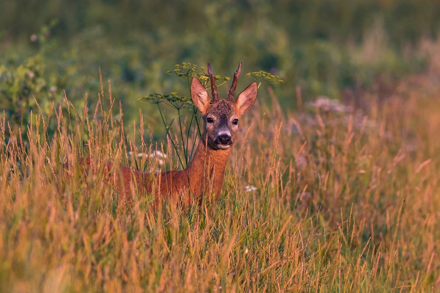 , Łukasz Sok&oacute;ł