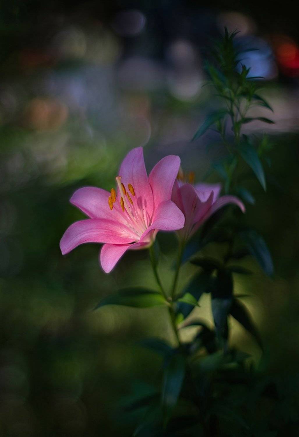 лилия, tomioka 55/1.2, kodak slrn, Сергей Хромов