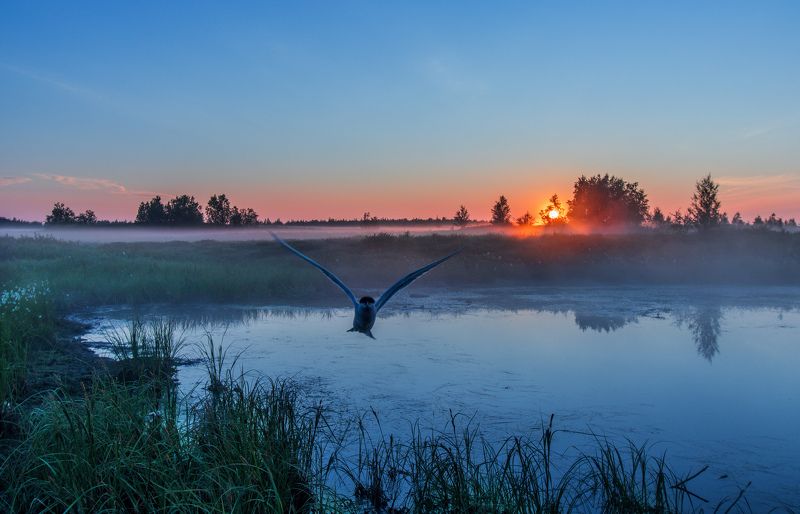 ямал , сибирь, природа, салехард , рассвет, ямал, чайки \