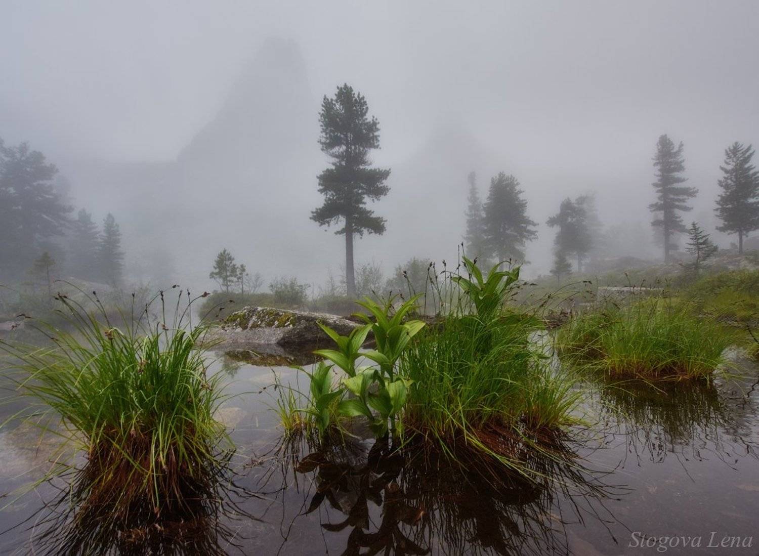 , Лена Стогова