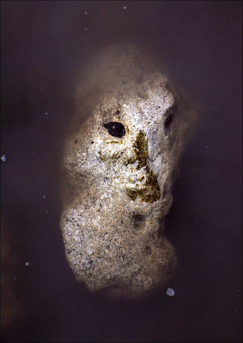 парейдолия, ПОЛУЕВ ИЛЬЯ