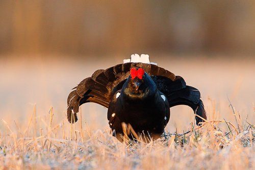 Майские заморозки на току